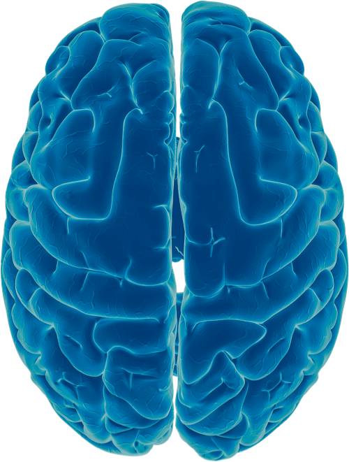 A blue photo-illustration of a brain, highlighting its crevices in light blue