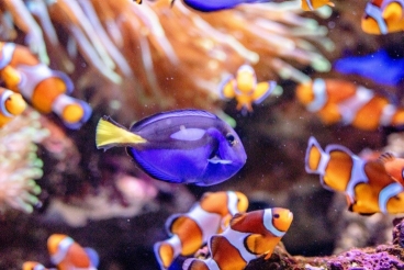 Blue tangs and clownfish were prominent in Disney’s “Finding Nemo” and “Finding Dory,” but a study has shown the movies had no measurable impact on their imports or sales.